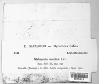 Melasmia acerina image